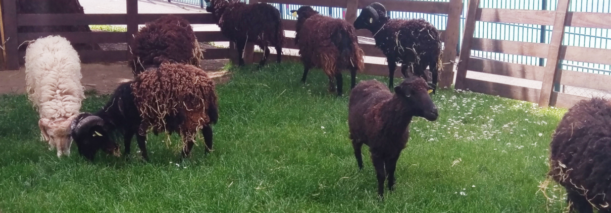 Eco pastoralisme : c’est parti !